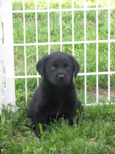 Bear at 6 weeks 2