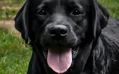 A Labrador Addiction?